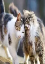 Chats des villes et chats des champs - La communication féline