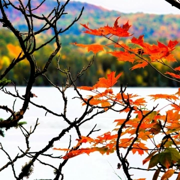 Andrei Krylov - Autumn Fantasy Music for Medieval Lute, Celtic Violin, Folk Flute & Guitar